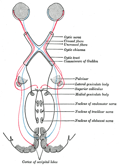 Schematic of optic nerves and optic tract2